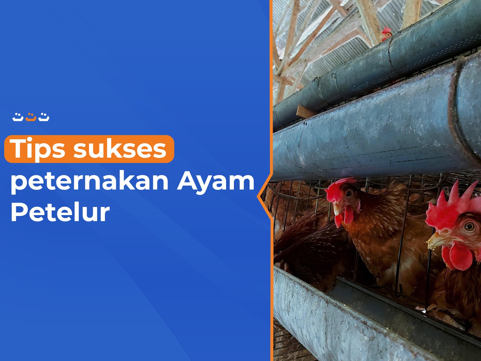 Tips_Sukses_Peternakan_Ayam_Petelur