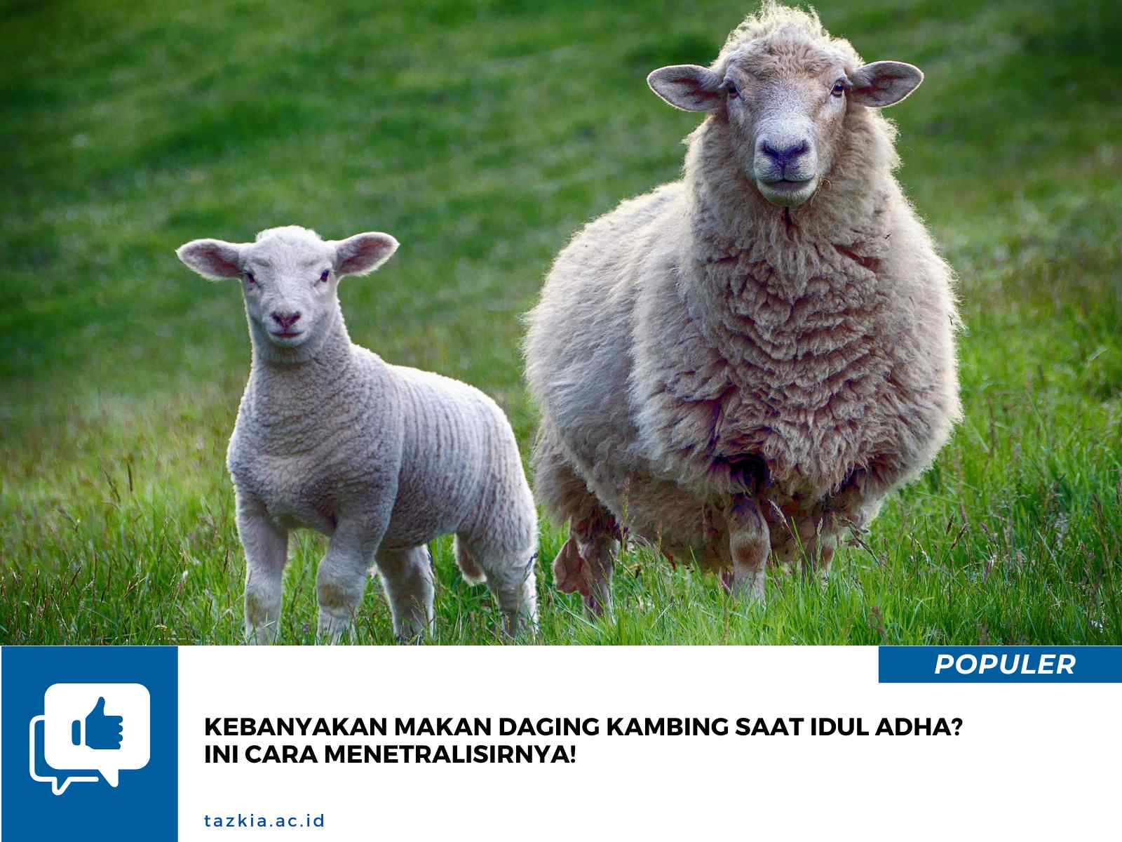 Kebanyakan Makan Daging Kambing saat idul adha? Ini Cara Menetralisirnya!